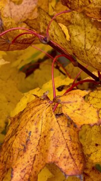 brightly colored autumn leaves slowly sway on the wind