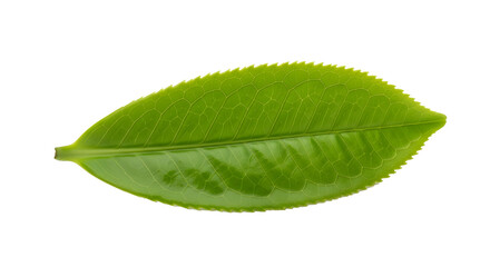 Obraz premium Fresh green tea leaf isolated on transparent background , ai generated image