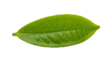 Fresh green tea leaf isolated on transparent background , ai generated image