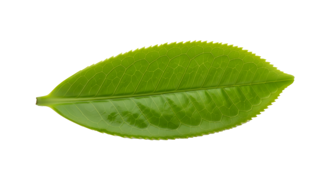 Fresh green tea leaf isolated on transparent background , ai generated image