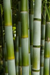 Fototapeta premium Bamboo forest stalks natural growth lush green organic stems plant
