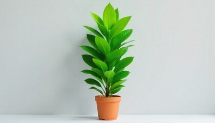 Obraz premium green plant in a pot