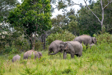 Wild Elephant Herd in the Grassland