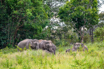Wild Elephant Herd in the Grassland