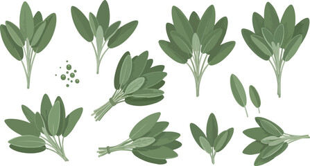 Collection of fresh sage herb leaves and bunches vector illustration isolated on white background