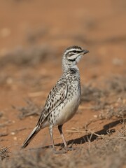 Lark bird standing on arid ground with selective focus