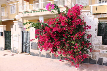Vibrant bougainvillea in bloom decorating a mediterranean house facade in summer