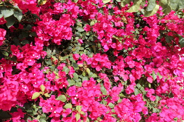 Vibrant bougainvillea in bloom decorating a mediterranean house facade in summer