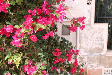 Vibrant bougainvillea in bloom decorating a mediterranean house facade in summer