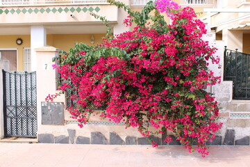 Vibrant bougainvillea in bloom decorating a mediterranean house facade in summer