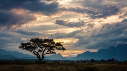 Silhouette of a tree against a dramatic sky at sunset in the landscape