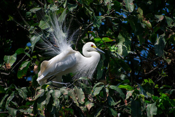 A great egret perches on a tree branch
