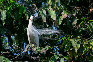 A great egret perches on a tree branch