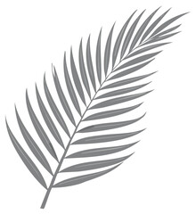 Fototapeta premium Isolated Gray Palm Frond Design Element Tropical Foliage Single Palm Leaf Silhouette