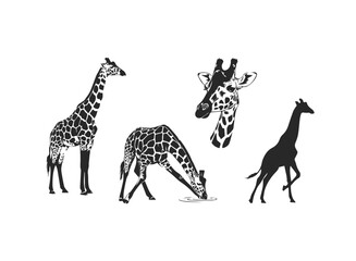 Giraffe Vector Illustrations and Silhouettes Set