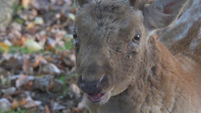 Fallow Deer (Dama dama) buck (male) male in extreme closeup, chewing the cud and looking at the camera. October, Kent, UK (Half speed)