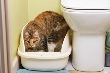 Domestic cat actively scratches and digs in litter box after elimination in apartment bathroom...
