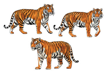 Obraz premium Graceful Bengal Tiger in Vibrant Vector Art Style Illustration
