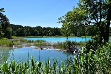 Scenic view of Goshikinuma Ponds in Urabandai, Fukushima, Japan, featuring the stunningly vibrant turquoise blue water of the volcanic lake, surrounded by lush green summer forest and reeds