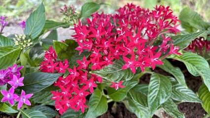 Vibrant cluster of bright red and pink star-shaped Pentas lanceolata flowers, commonly known as Egyptian starcluster, in full bloom, with rich green foliage providing a beautiful natural contrast.