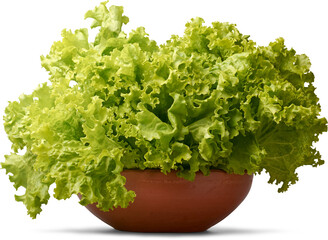fresh leaf lettuce in a reddish-brown terracotta bowl, bright green ruffled leaves overflowing...