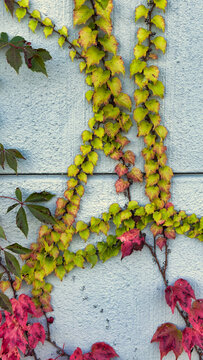 brightly colored autumn leaves on the gray wall
