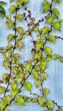 brightly colored autumn leaves on the gray wall