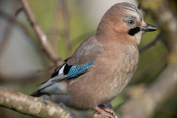 Eurasian jay (Garrulous glandarius)