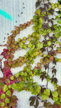 brightly colored autumn leaves on the gray wall