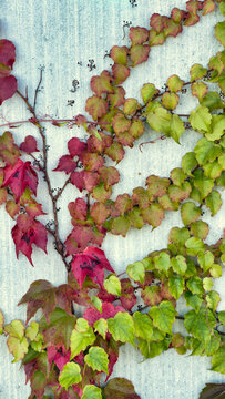 brightly colored autumn leaves on the gray wall