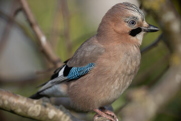 Eurasian jay (Garrulous glandarius)