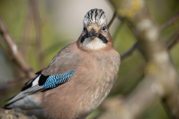 Eurasian jay (Garrulous glandarius)