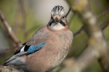 Eurasian jay (Garrulous glandarius)
