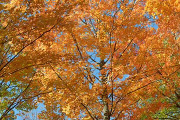 Fototapeta premium autumn in the park