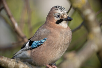 Eurasian jay (Garrulous glandarius)