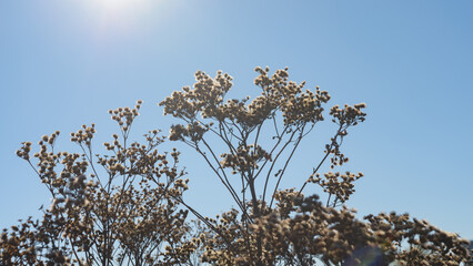 dried plant with seed heads on a blue sky in autumn