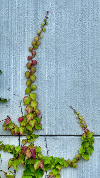 brightly colored autumn leaves on the gray wall