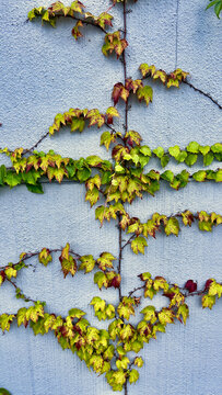 brightly colored autumn leaves on the gray wall