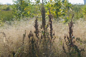 dried seed head and dry grass in a field