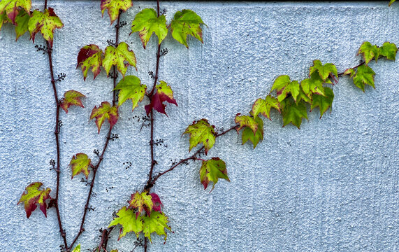 brightly colored autumn leaves on the gray wall
