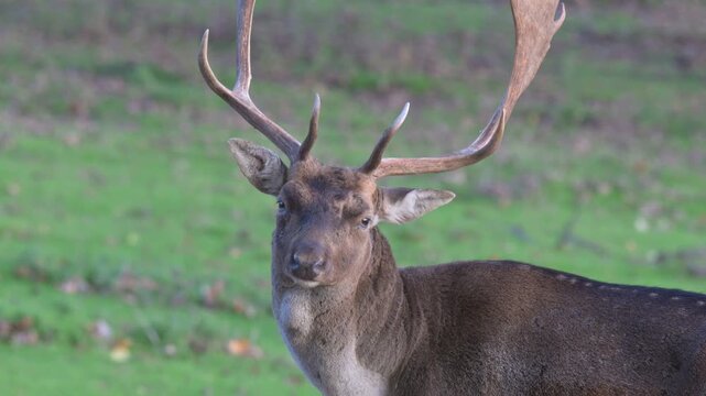 Fallow Deer (Dama dama) buck (male) with well developed antlers, looking at the camera before zooming out for a wide view. October, Kent, UK (Half speed)