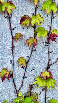 brightly colored autumn leaves on the gray wall