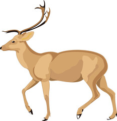 A detailed vector illustration of walking deer, perfect for wildlife art, educational designs, mascot branding, or creative decoration in digital projects.
