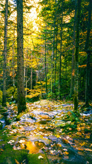 Autumn forest stream flowing under tall trees illuminated by golden sunlight creating calm and natural landscape atmosphere