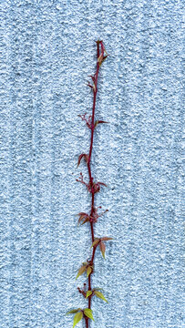brightly colored autumn leaves on the gray wall
