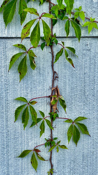 brightly colored autumn leaves on the gray wall
