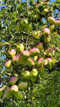 apples on the tree branch
