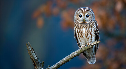 Owl perched on a branch against a blurred forest background, showcasing intricate patterns and colors