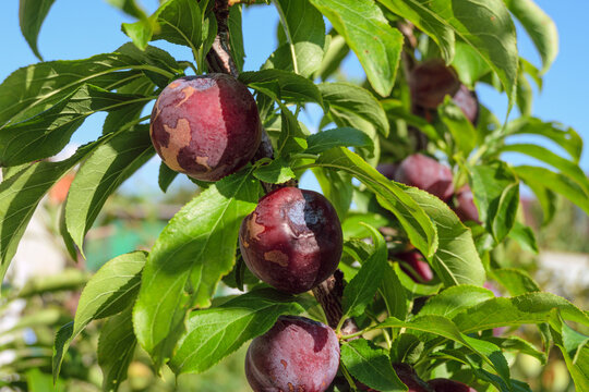 The fruits on the branch are infected plum pox poty virus
