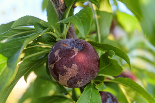 Fruit close-up on the branch are infected plum pox poty virus